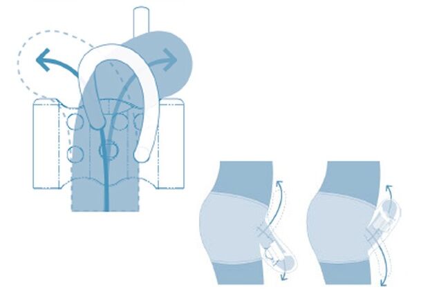 Fortpflanzungssystem des Heranwachsenden